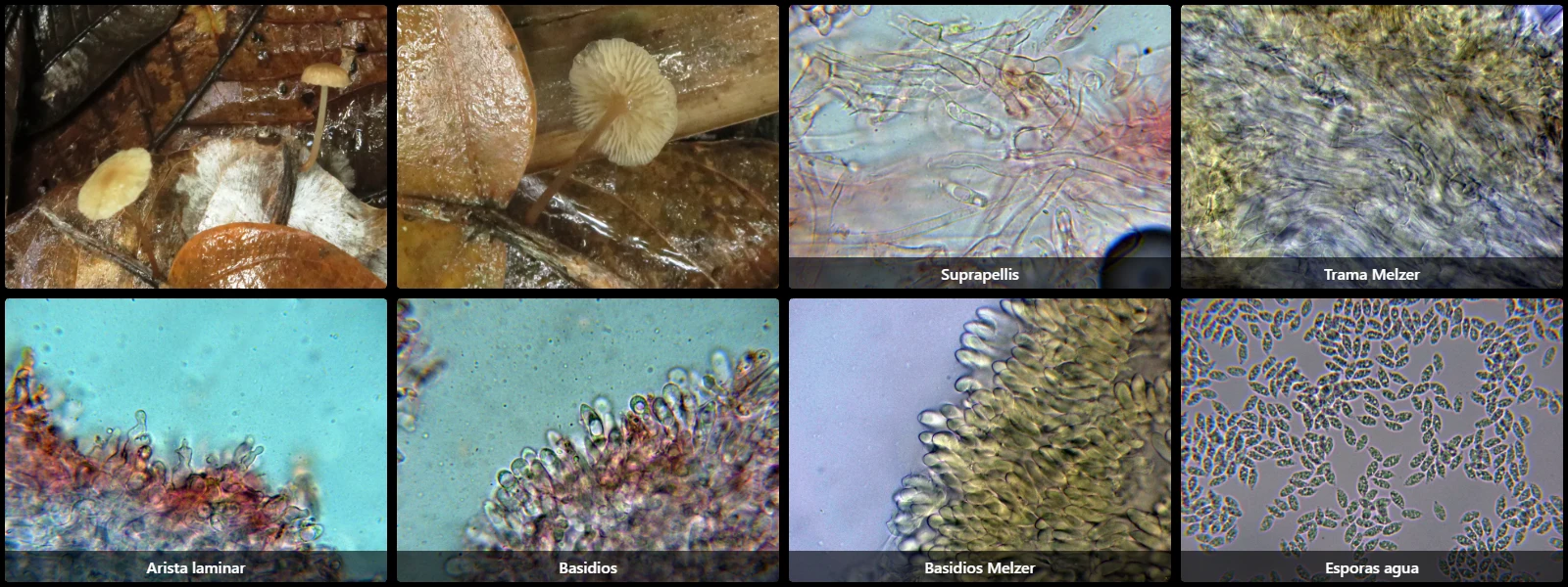 Collybiopsis vaillantii