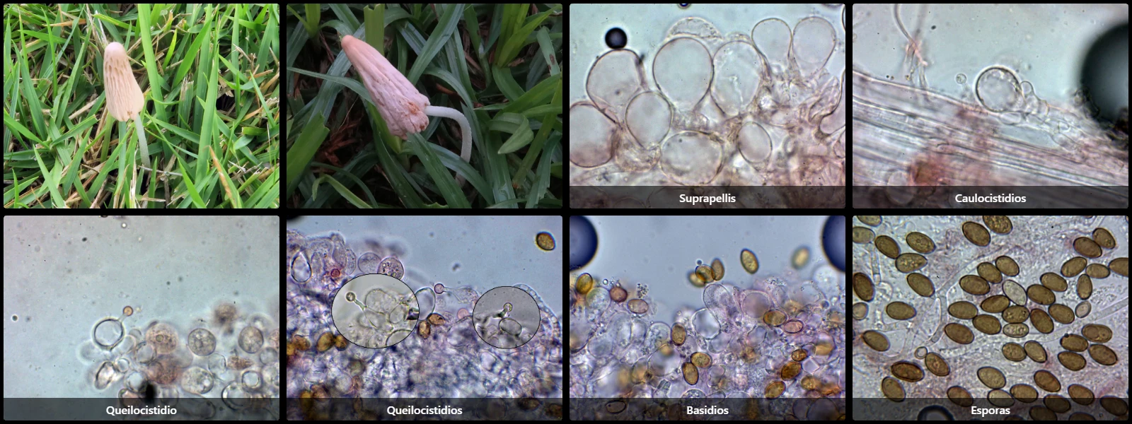 Conocybe deliquescens