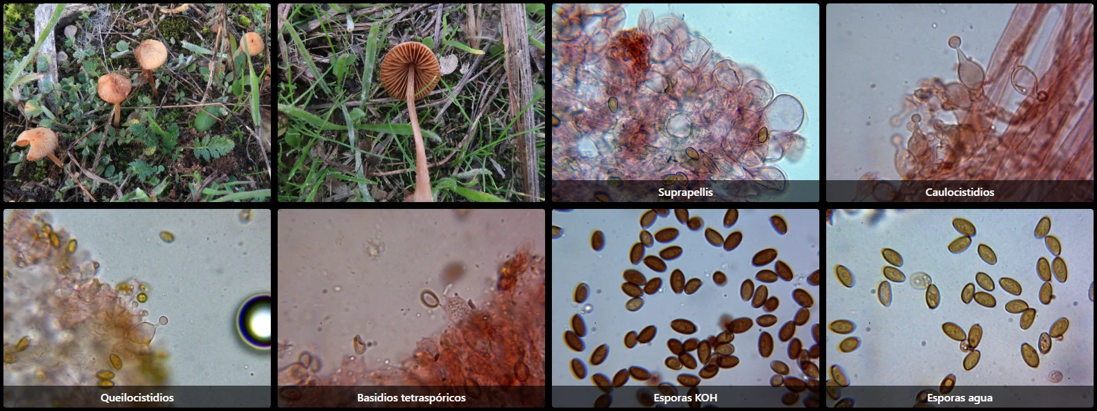 Conocybe graminis