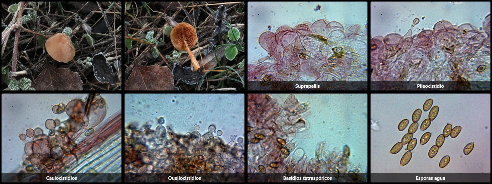 Conocybe macrocephala