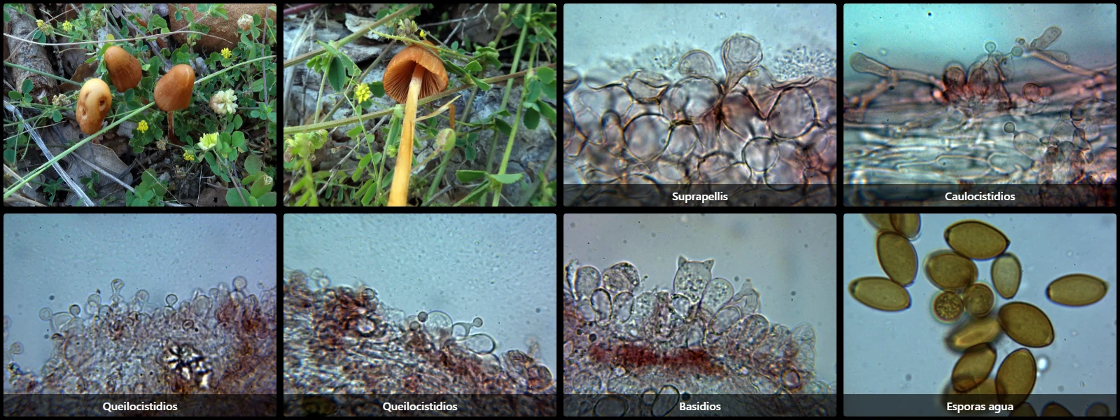 Conocybe macrospora