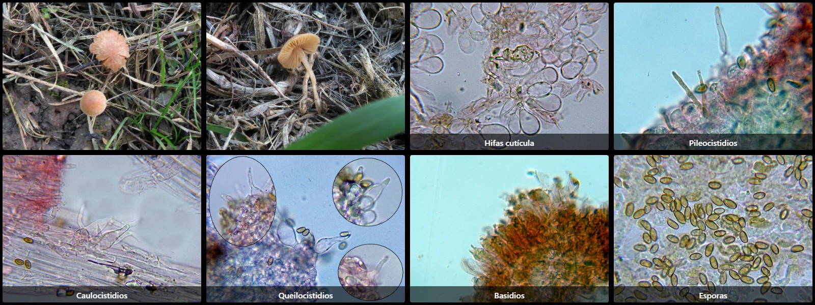 Microscopía de Conocybe mairei