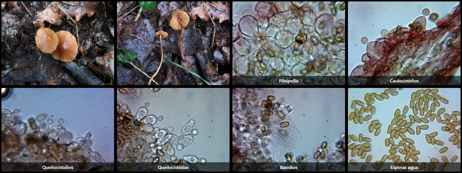 Conocybe rickeniana
