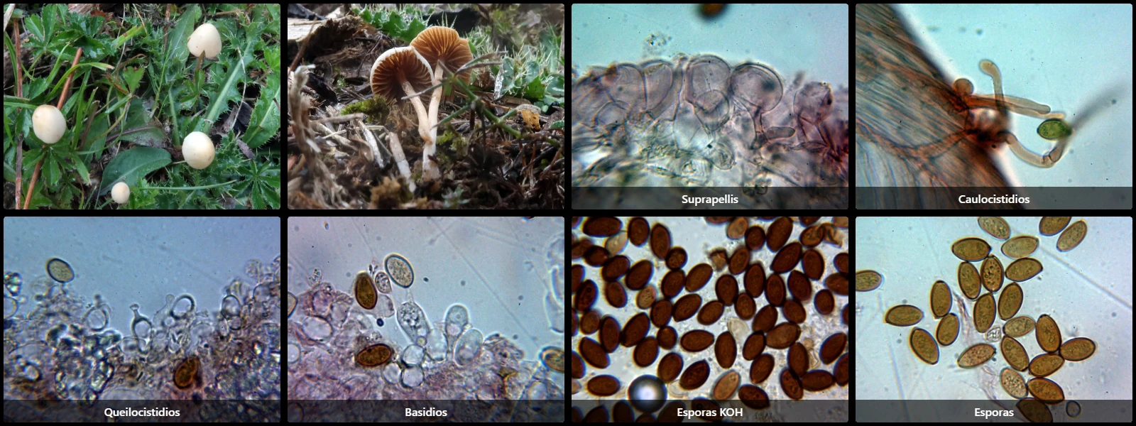 Conocybe siliginea