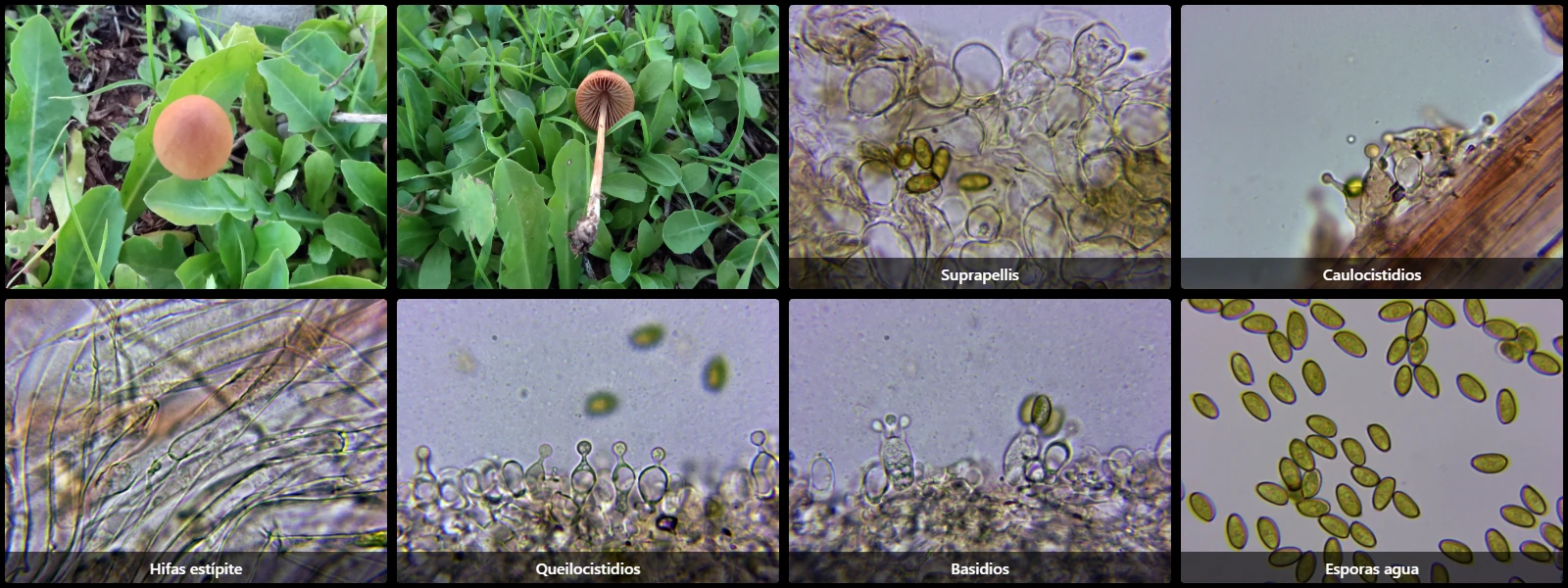 Conocybe tenera