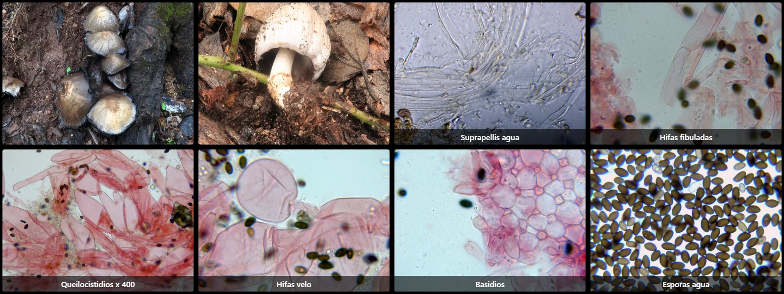 Coprinopsis atramentaria