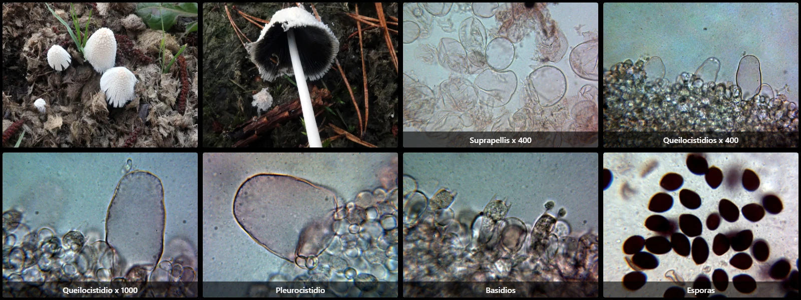 Coprinopsis nivea