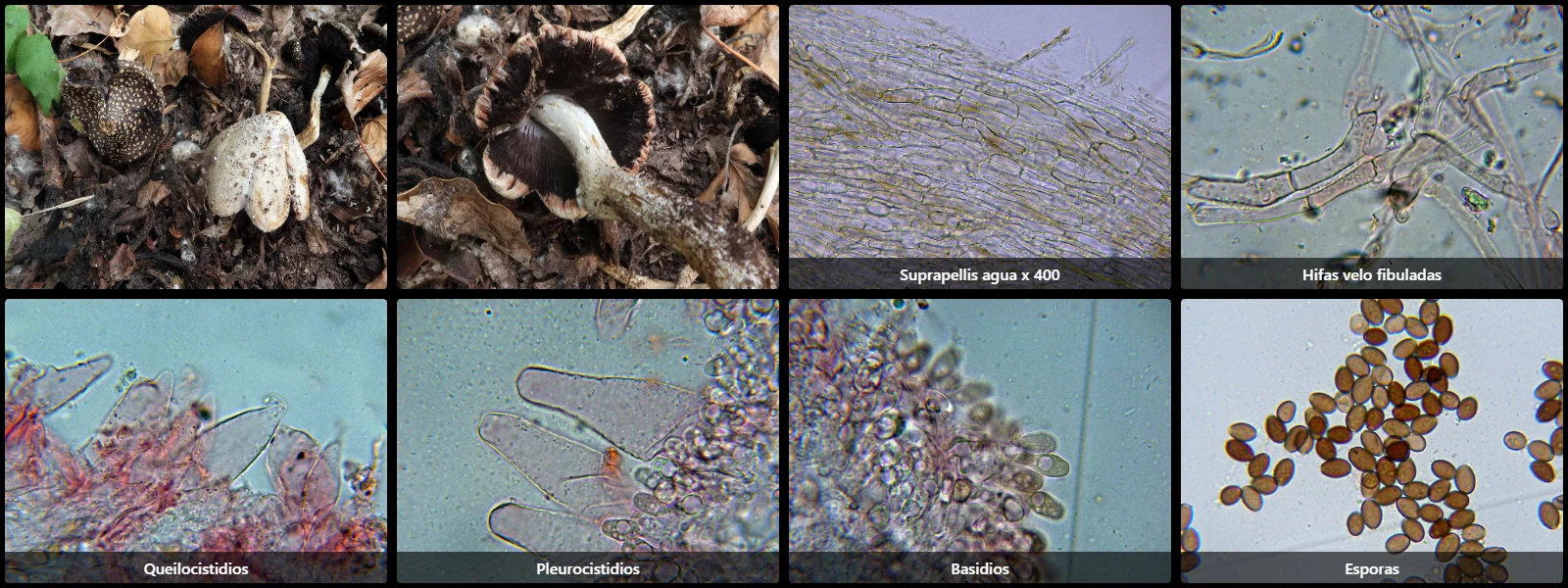 Coprinopsis strossmayeri