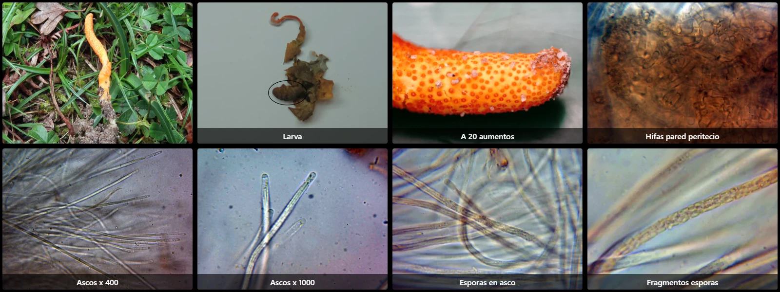 Cordyceps militaris