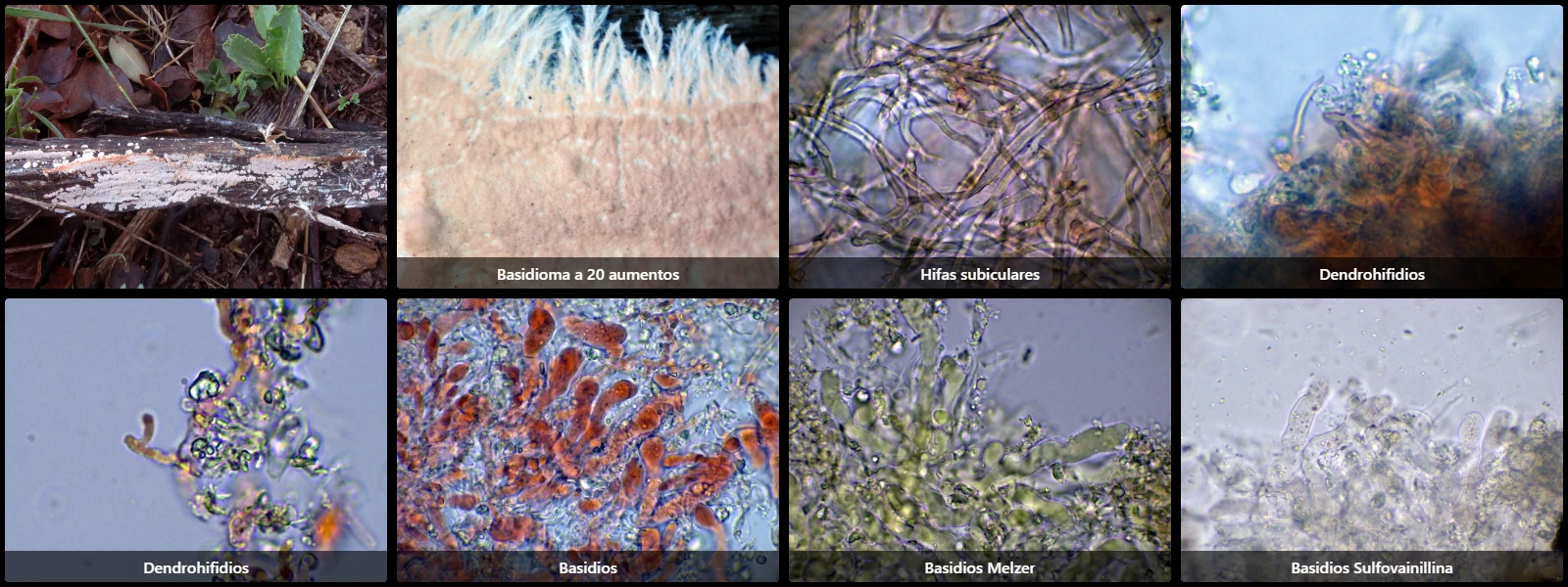 Corticium roseum