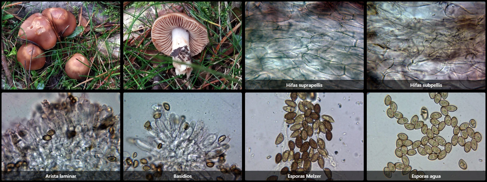 Cortinarius dolabratus
