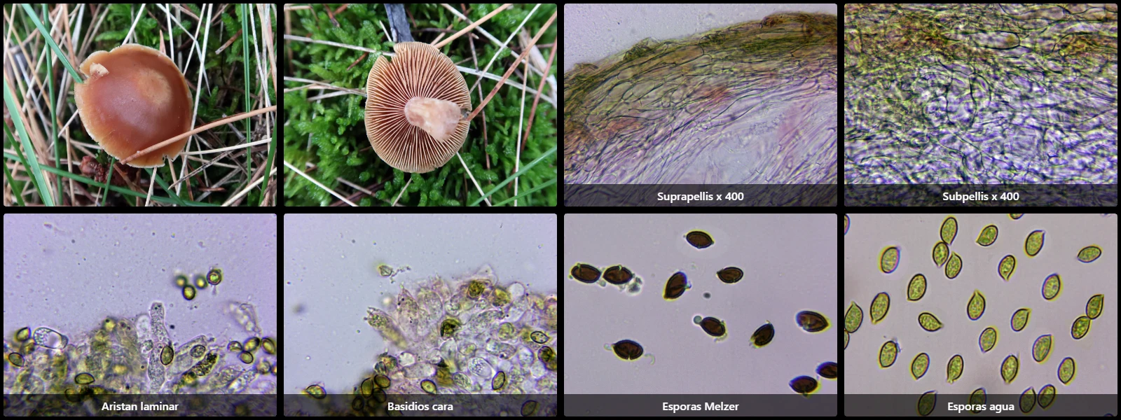 Cortinarius duracinus