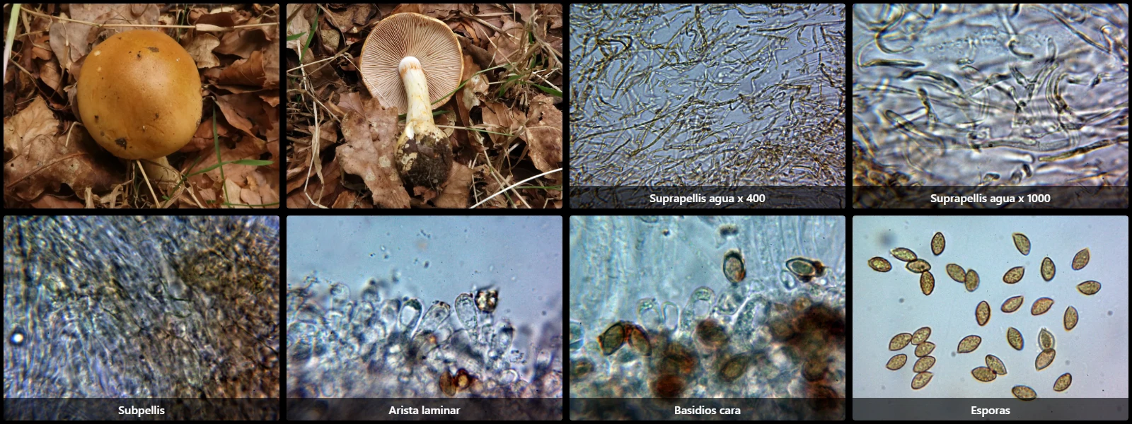 Cortinarius olidus
