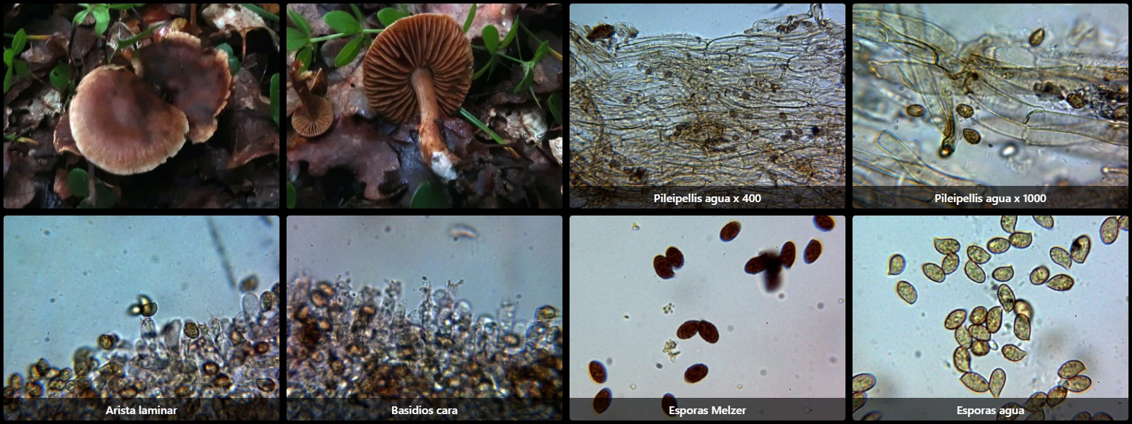 Cortinarius parhonestus