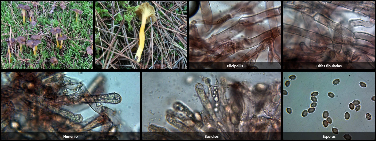 Craterellus lutescens