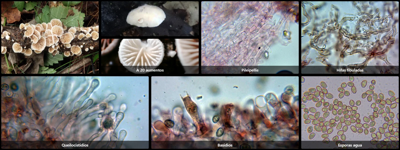Crepidotus caspari