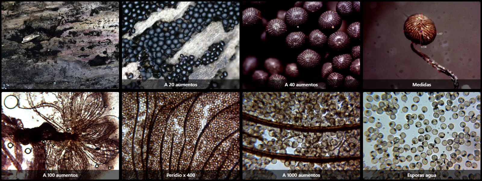 Cribraria cancellata