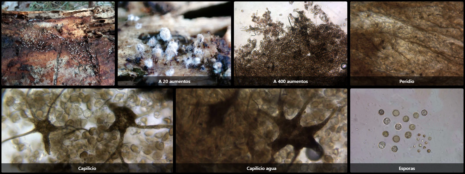 Cribraria microcarpa