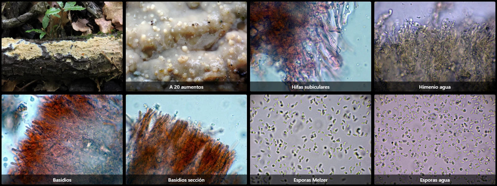 Crystallicutis serpens