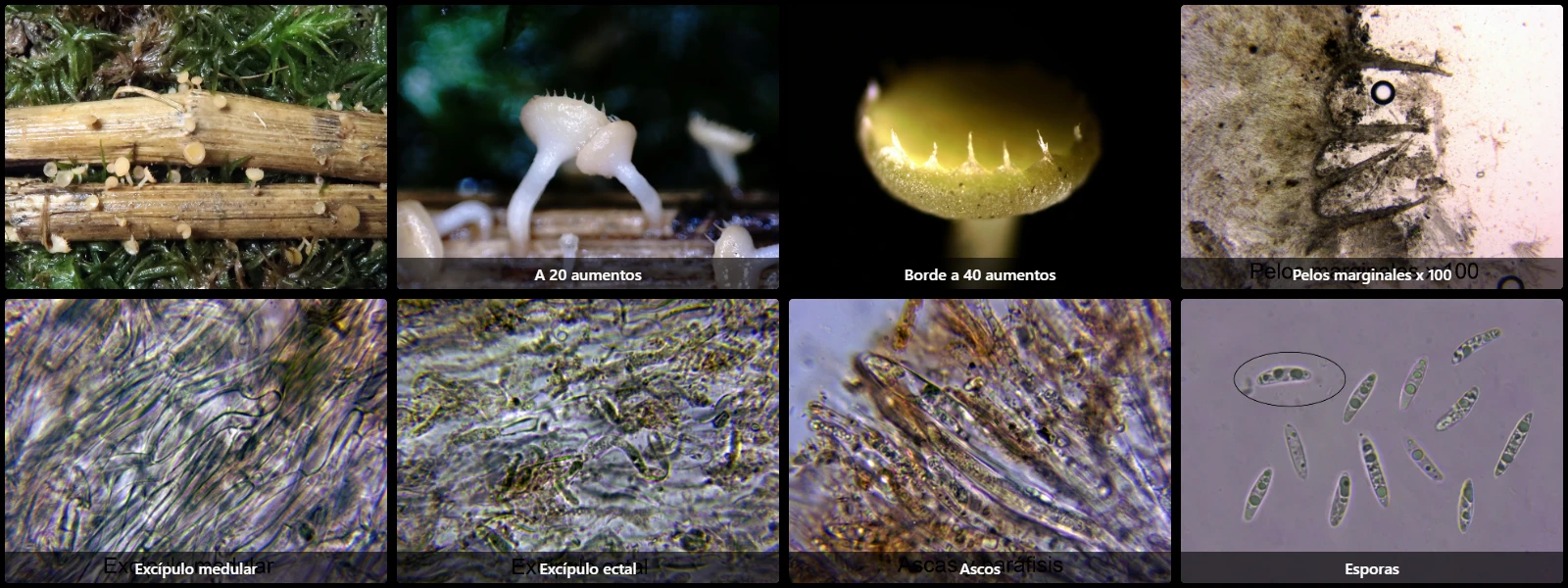 Cyathicula coronata