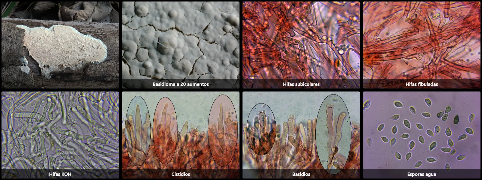 Cylindrobasidium evolvens