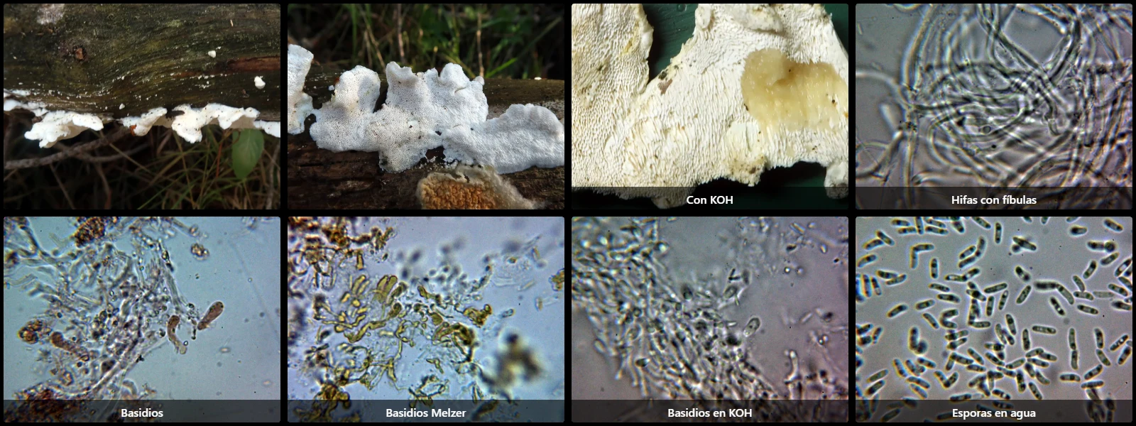 Microscopía de Cystidiopostia hibernica