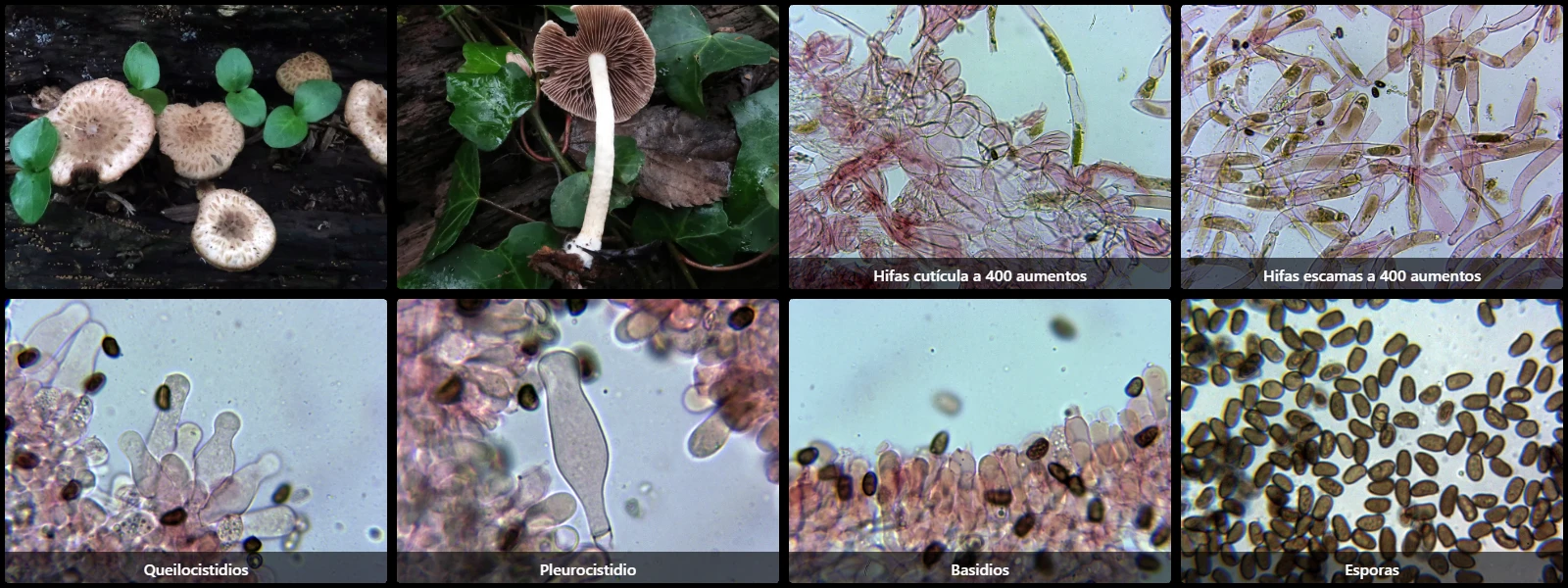 Microscopía de Cystoagaricus populinus
