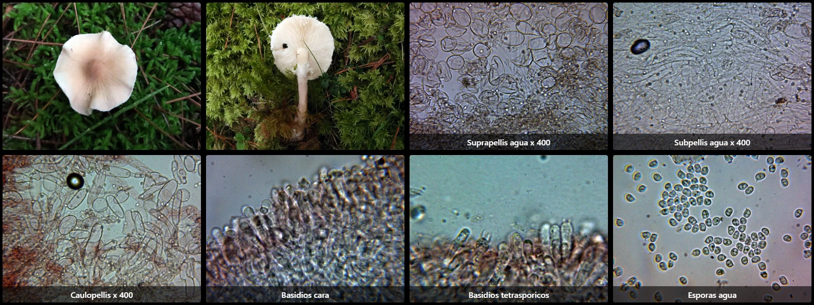 Cystoderma carcharias