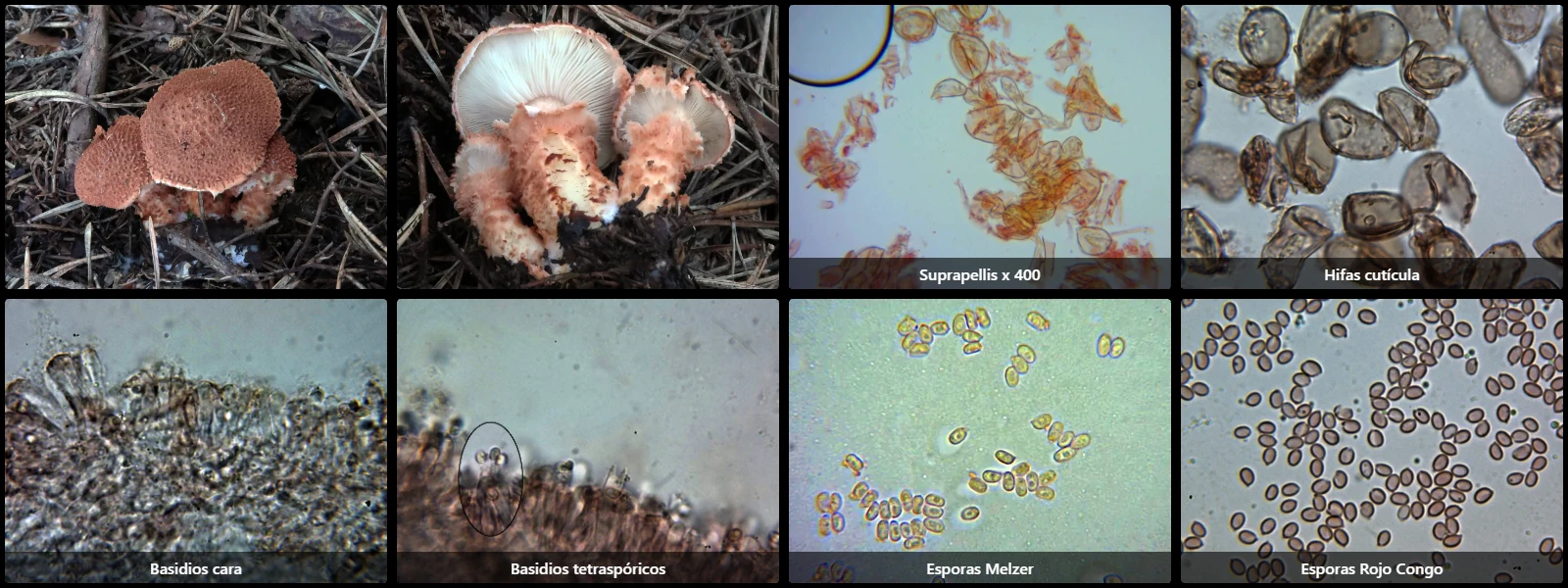 Cystodermella cinnabarina