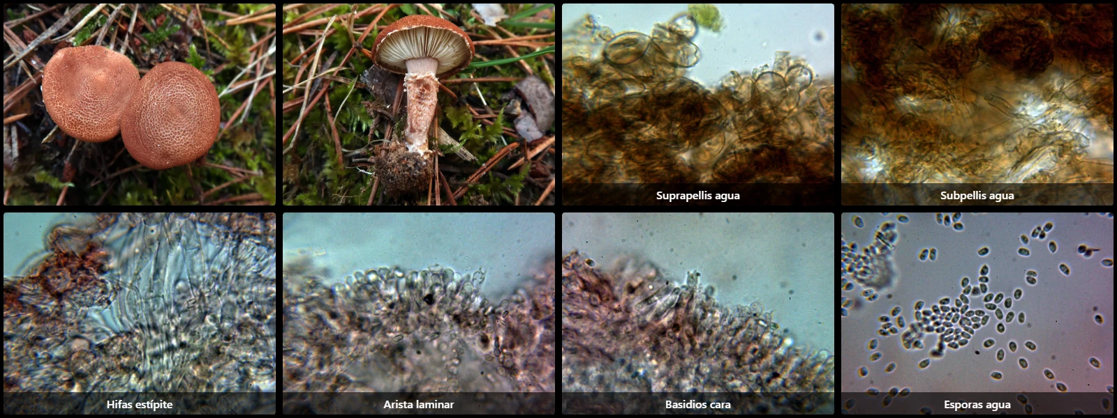 Cystodermella granulosa