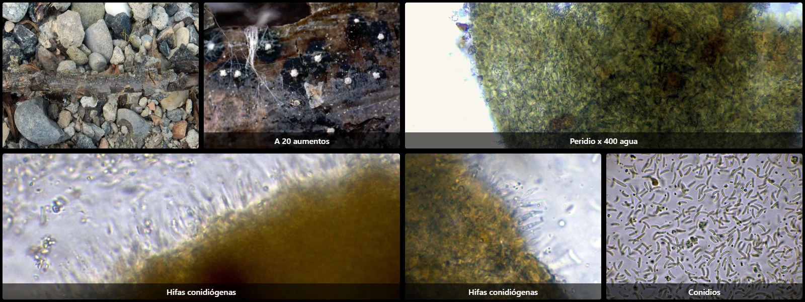 Cytospora curvata