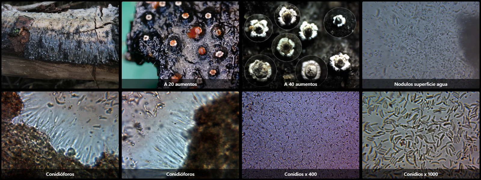 Cytospora nivea