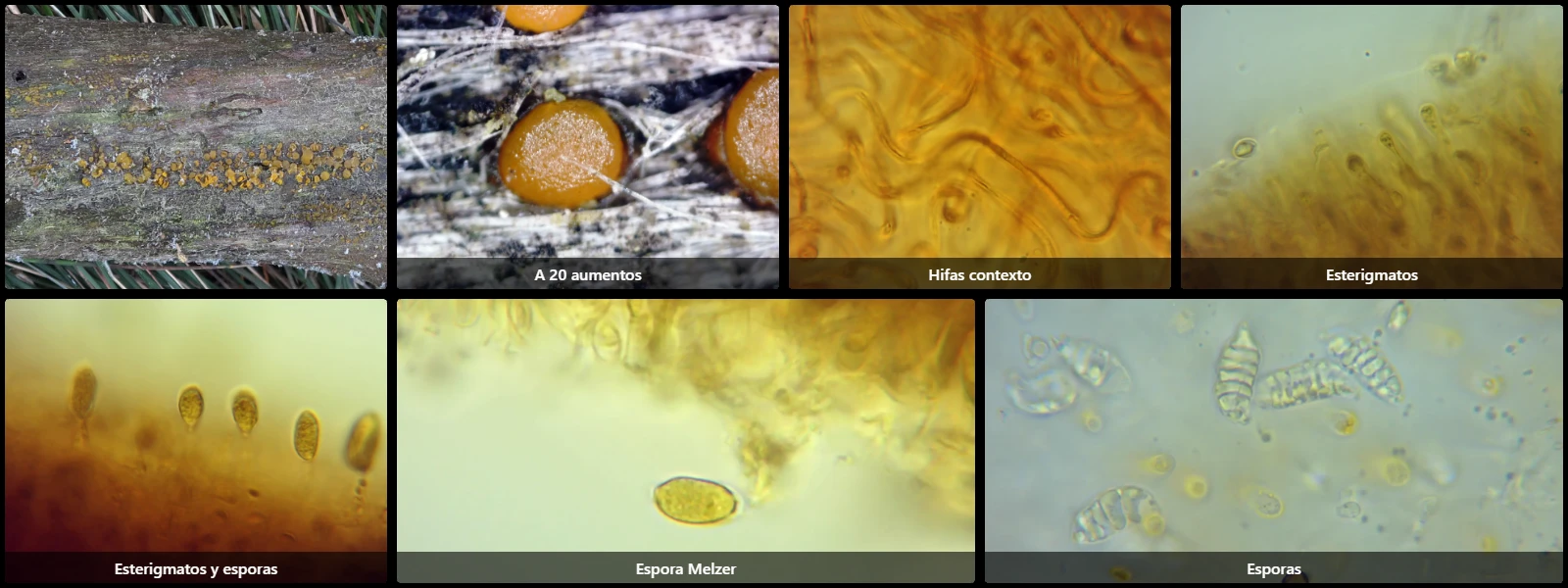 Dacrymyces chrysospermus