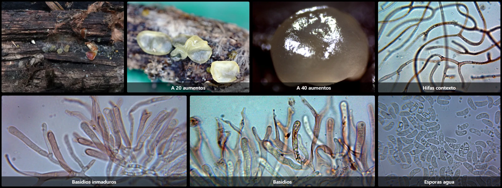 Dacrymyces lacrymalis