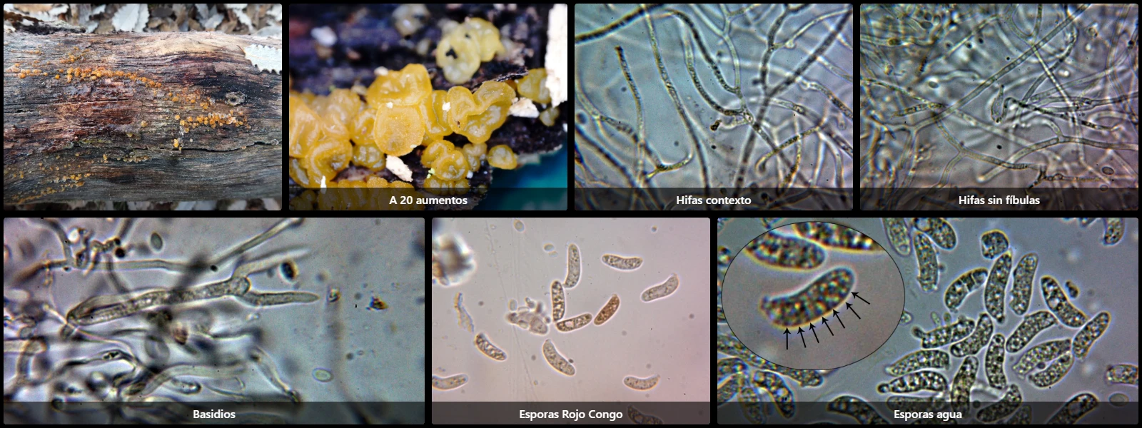 Dacrymyces san-augustinii