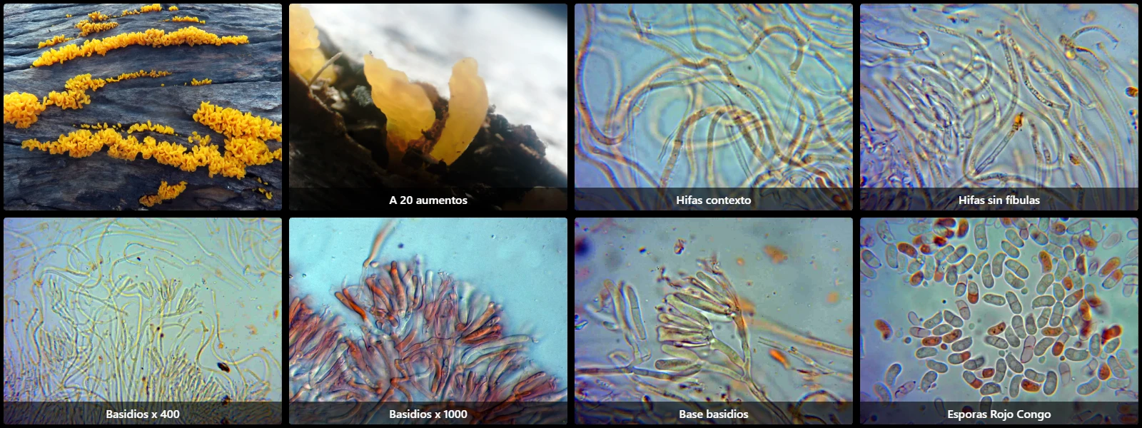 Dacrymyces spathularius