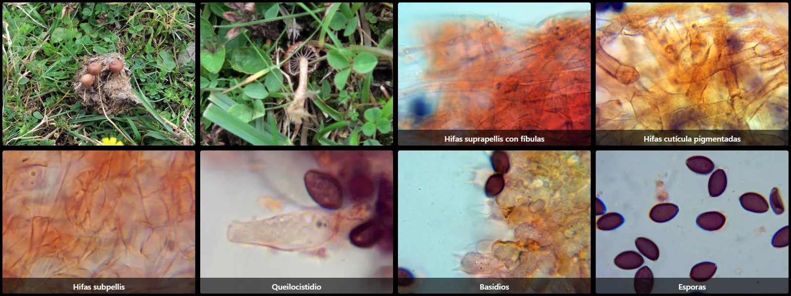 Microscopía de Deconica coprophila