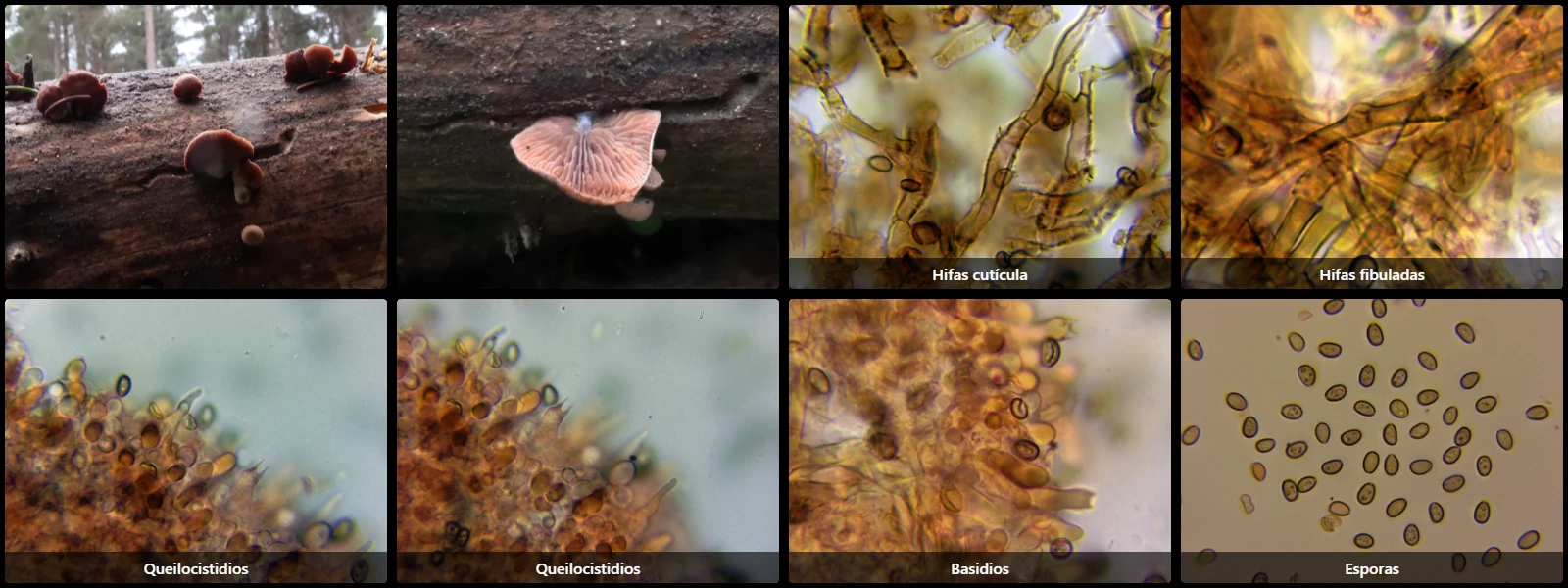 Deconica horizontalis
