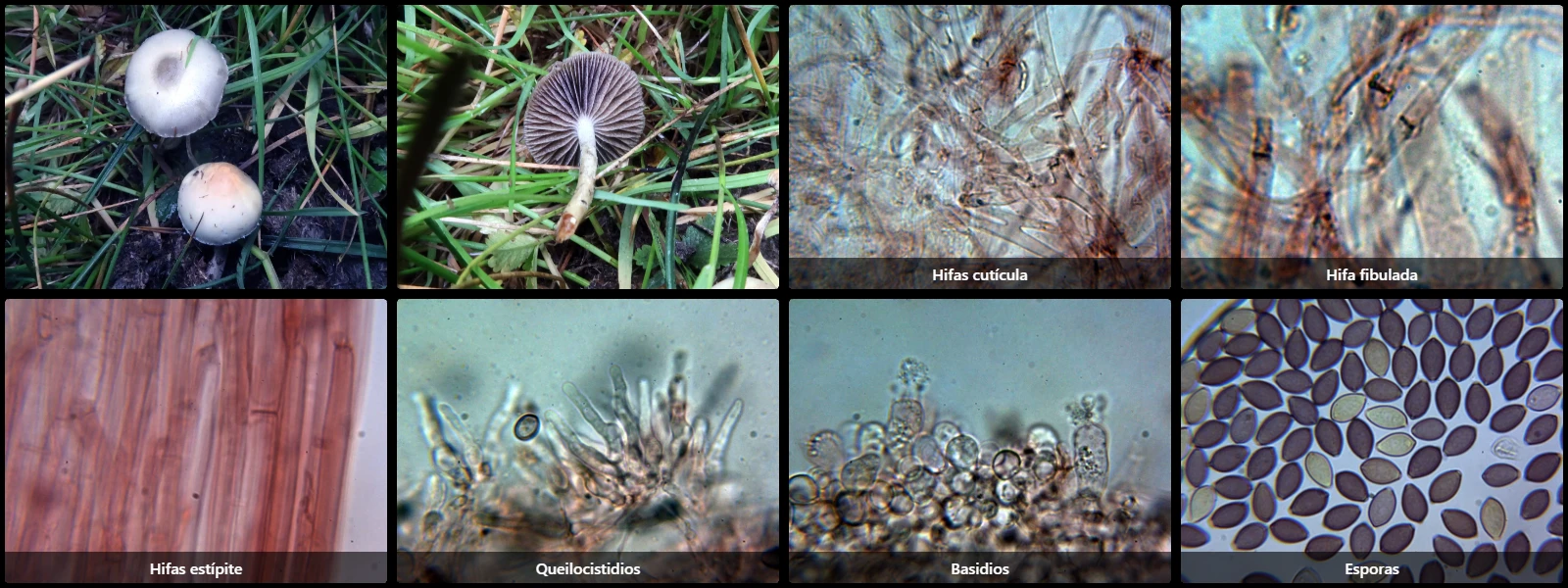 Deconica merdaria