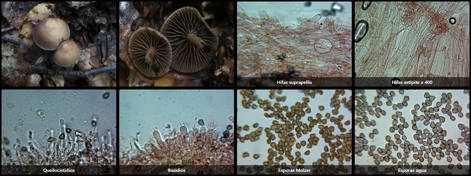 Deconica phyllogena