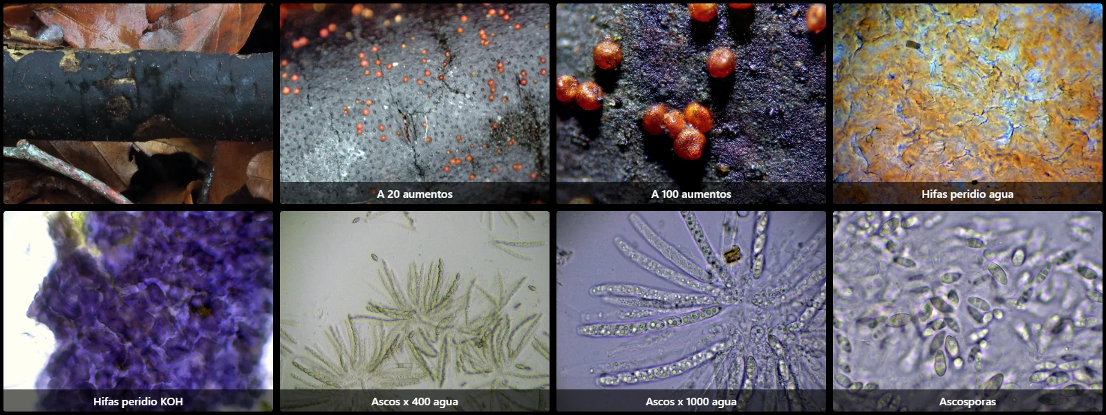 Dialonectria diatrypicola