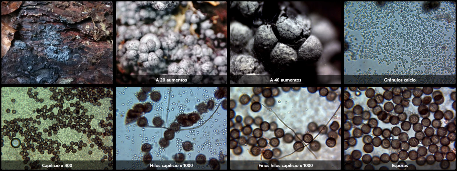 Diderma spumarioides