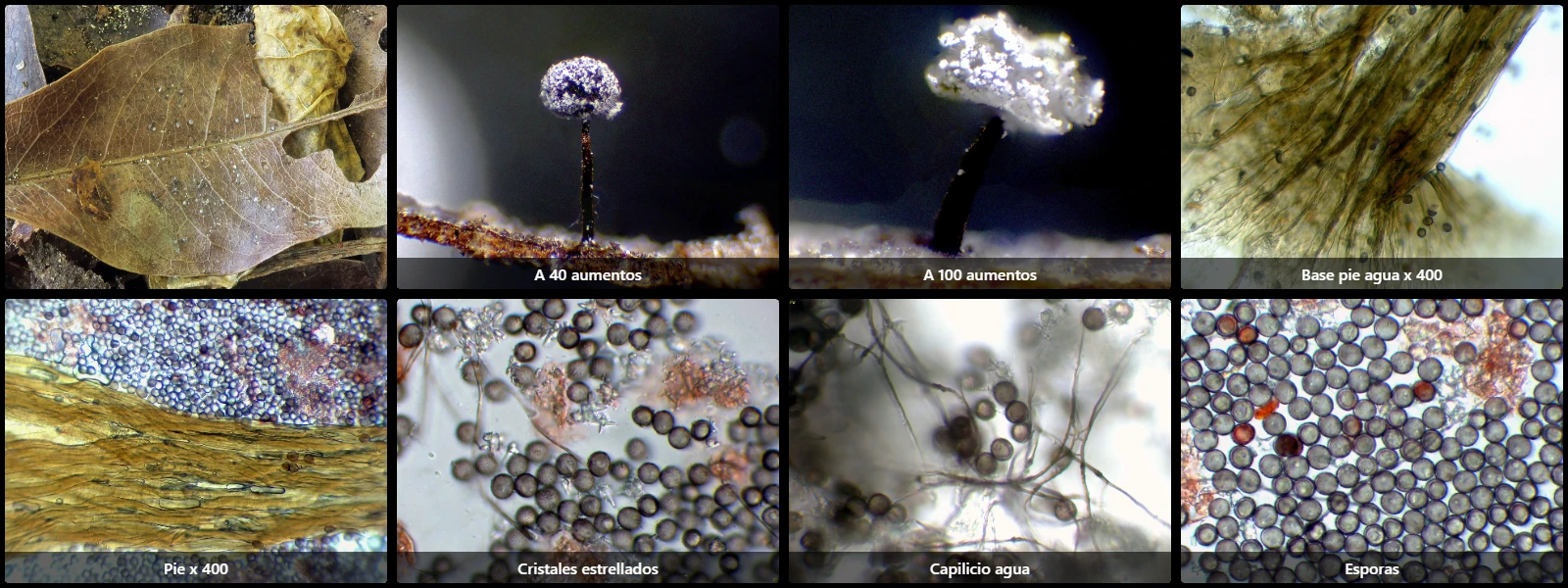 Didymium nigripes