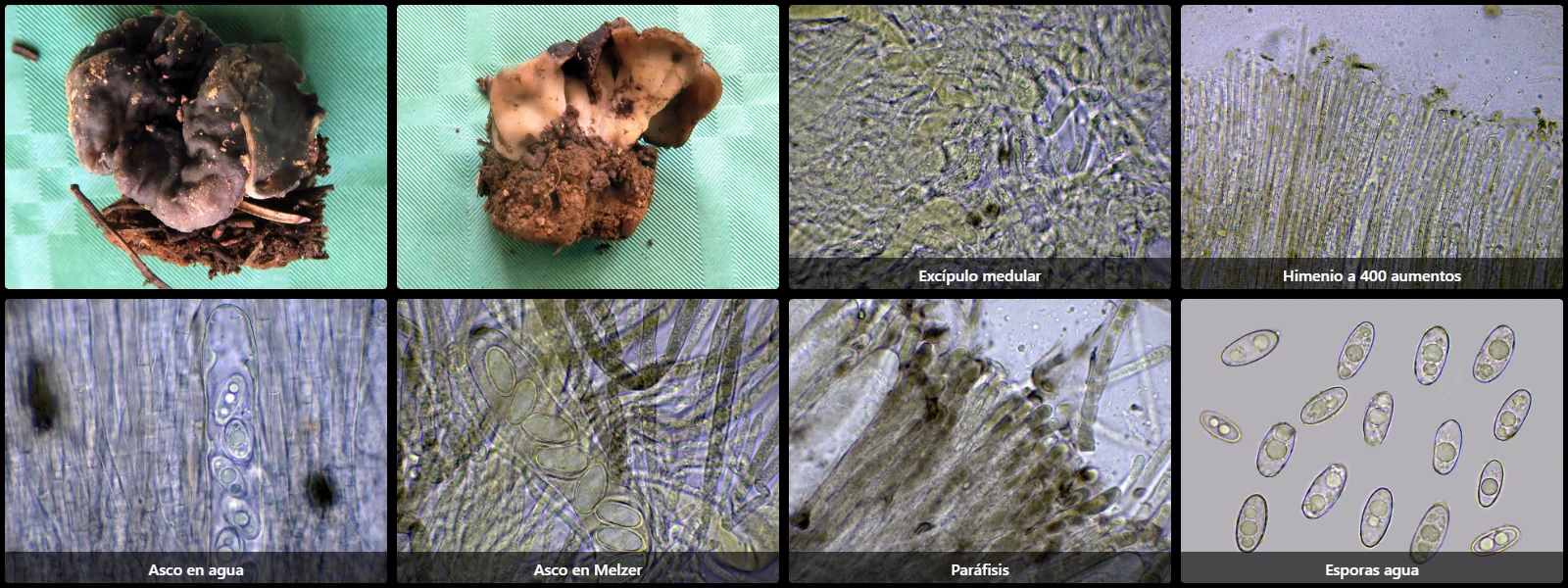 Microscopía de Discina melaleuca