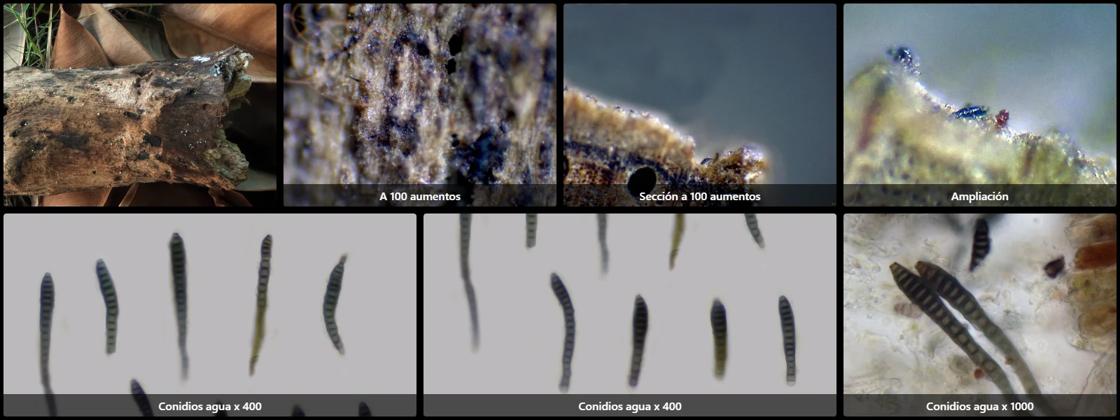 Distoseptispora septata