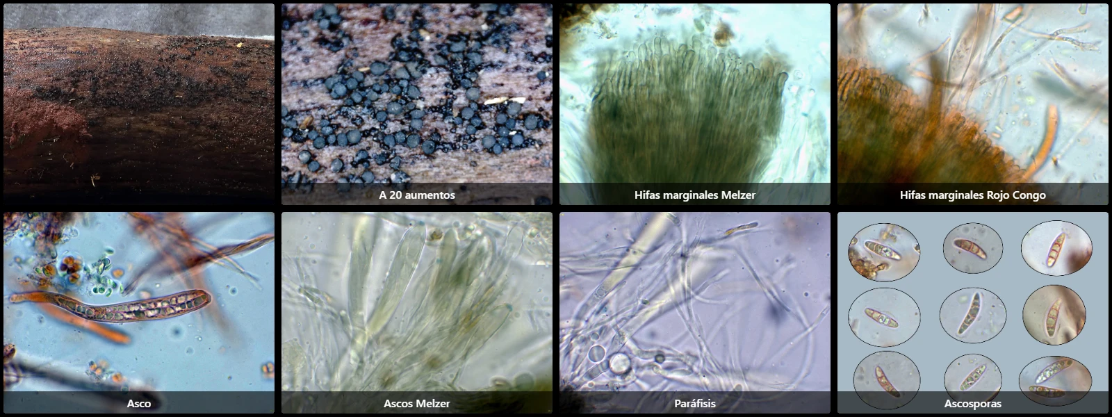 Durella macrospora