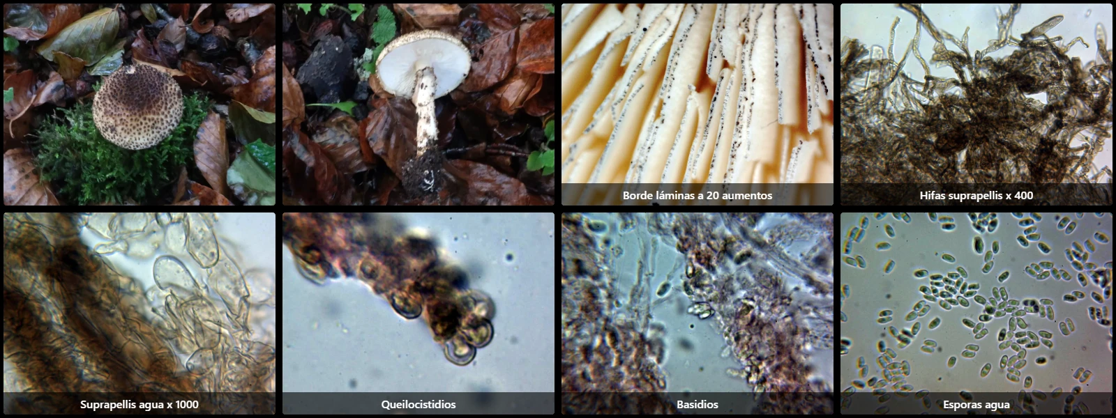 Echinoderma hystrix