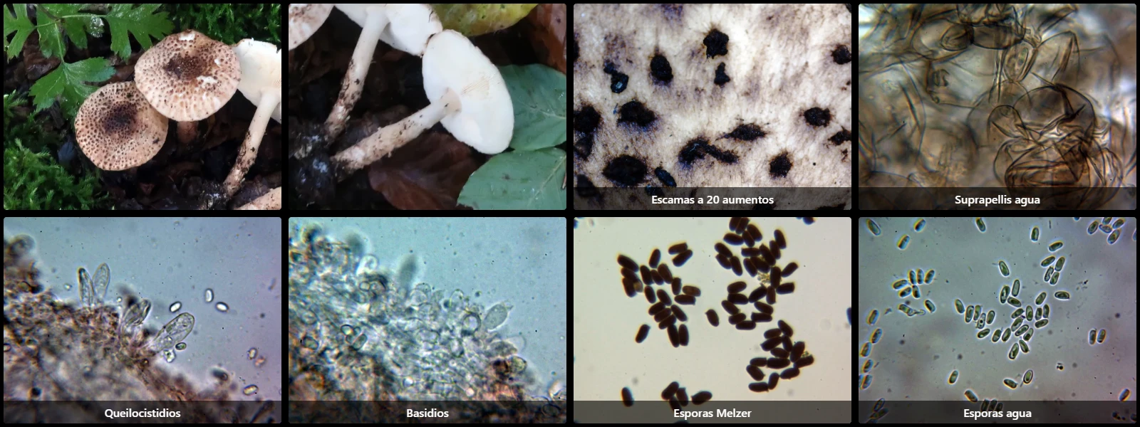 Echinoderma perplexum