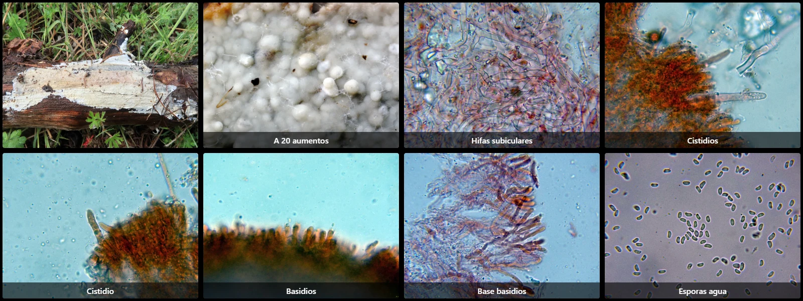 Efibulella deflectens