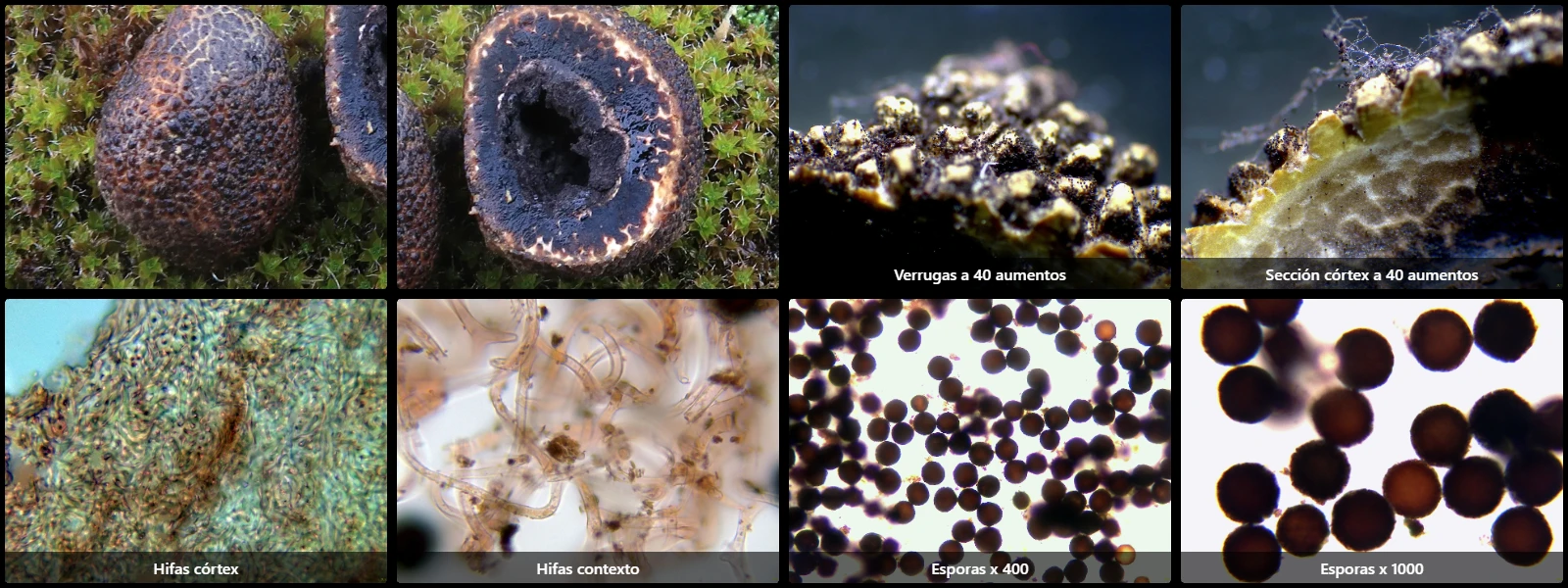 Elaphomyces decipiens